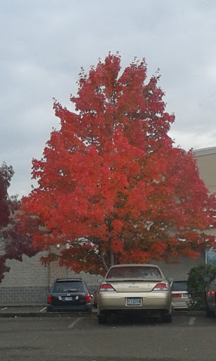 Grocery Store «Grocery Outlet Bargain Market», reviews and photos, 1755 NW 9th St #110, Corvallis, OR 97330, USA