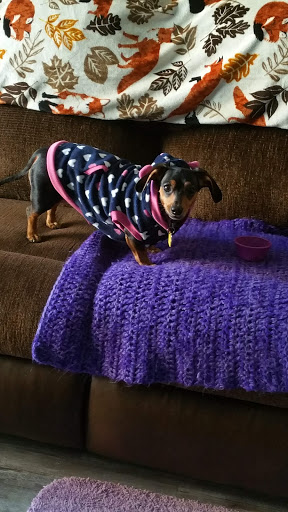 Pet Supply Store «PetSmart», reviews and photos, 4005 Airport Fwy, Irving, TX 75062, USA