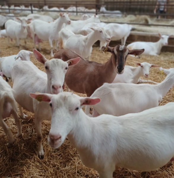 Aire de camping-car - Ferme des Fallières à Les Pechs-du-Vers (Lot 46)