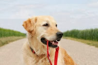 Dogs Love Running! - Photo 5 - Car repair in Elmhurst, IL, Naperville