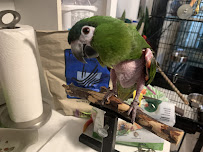 My Parrot Sitter - Premium Pet Care for Birds - Photo 9 - Car repair in , Concord