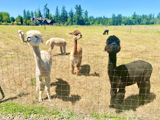 Livestock Breeder «Alpacas at Marquam Hill Ranch», reviews and photos, 35835 OR-213, Molalla, OR 97038, USA