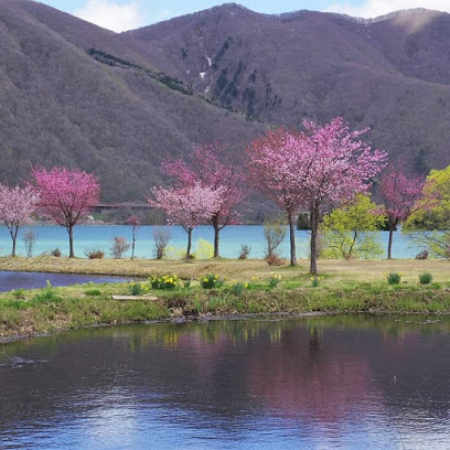 錦秋湖湖畔 桜並木