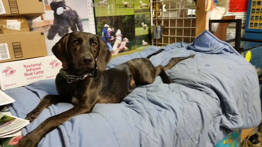 Pet Groomer «B-I-S Pet Grooming», reviews and photos, 5670 Main St, Springfield, OR 97478, USA