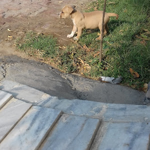 Water Park Rajomajra photo