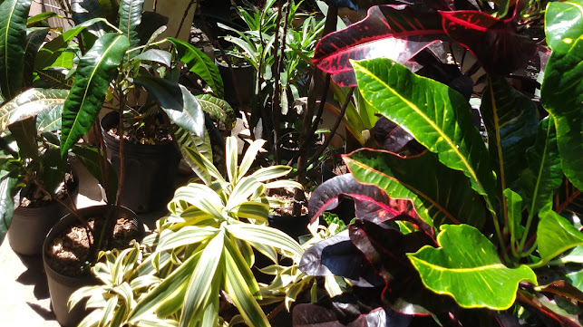 Avaliações sobre Horto Mato Verde - Plantas RJ - Material de Jardinagem e Paisagismo em Rio de Janeiro - Jardinagem