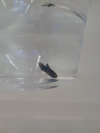 Pet Supply Store «Petco Animal Supplies», reviews and photos, 1320 E Lincoln Way p101, Sparks, NV 89434, USA