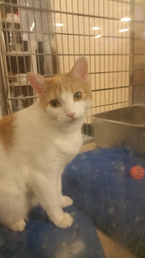 Pet Supply Store «PetSmart», reviews and photos, 4654 Milestone Ln, Castle Rock, CO 80104, USA