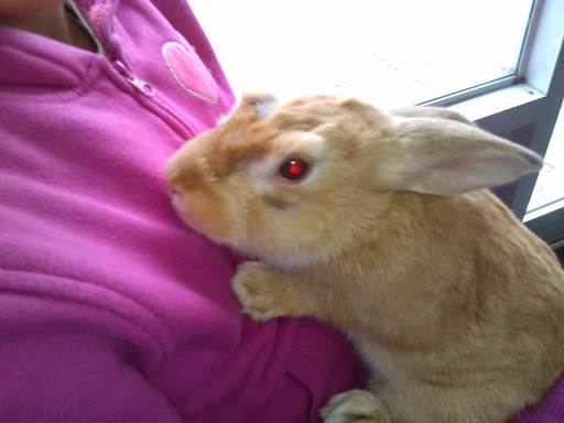 Pet Supply Store «Pet NV», reviews and photos, 71 Central Ave, Brooklyn, NY 11206, USA