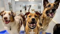 Doggie Dayz Daycare Facility - Car repair in Tallahassee, FL, Tallahassee - Rated 4.8/5