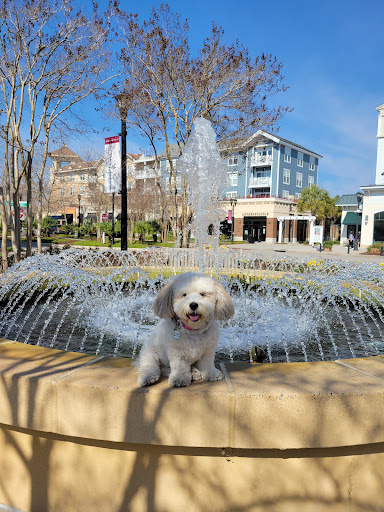 Book Store «Barnes & Noble», reviews and photos, 3346 Reed St, Myrtle Beach, SC 29577, USA