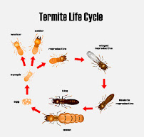 Ailing House Pest Management, Inc. - Photo 6 - Car repair in Carmel-By-The-Sea, CA, Seaside