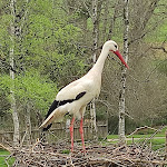 Photo n° 25 de l'avis de christine.o fait le 27/03/2024 à 18:29 pour Zoo d'Asson à Asson