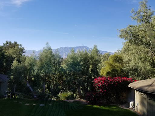 Two Bunch Palms image