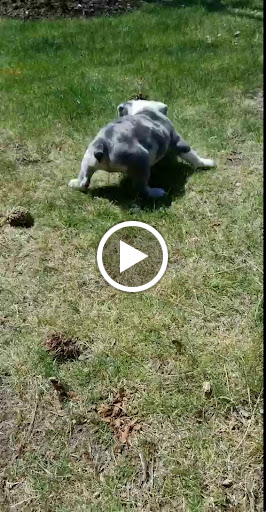 Pet Store «Happiness Is Pets», reviews and photos, 2936 Showplace Dr, Naperville, IL 60564, USA