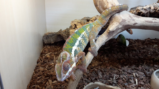 Dream Reptiles unter Bad Friedrichshall, 