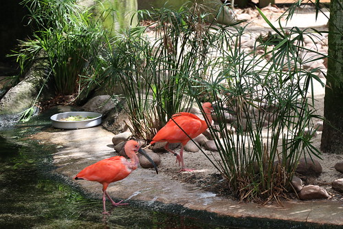 Zoo «Jacksonville Zoo and Gardens», reviews and photos, 370 Zoo Pkwy, Jacksonville, FL 32218, USA