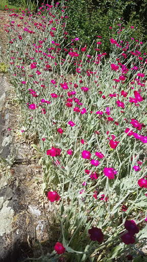 Park «Washburne Park», reviews and photos, E 21st Ave & Agate Street, Eugene, OR 97403, USA