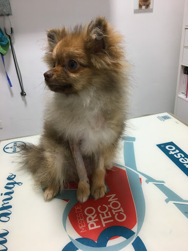 Clínica Veterinaria Traviesos en Las Palmas de Gran Canaria