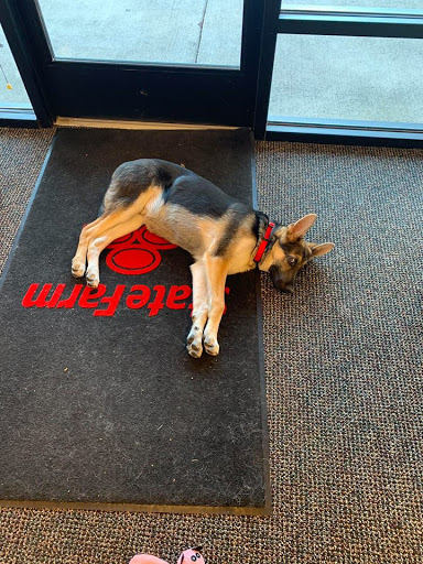 Insurance Agency «Terry Stach - State Farm Insurance Agent», reviews and photos