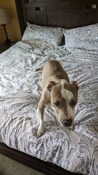 Aaron's Dog Care LLC - Photo 5 - Car repair in , Buffalo