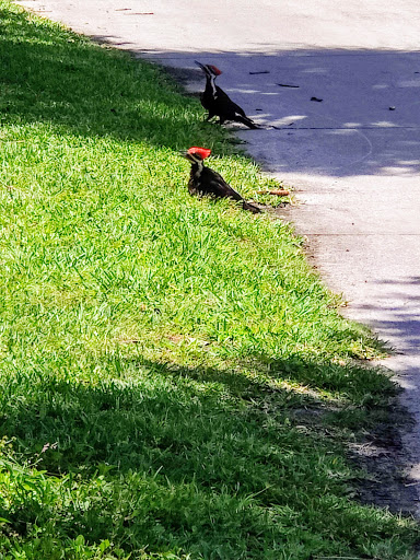 Golf Course «Baytree National Golf Links», reviews and photos, 8207 National Dr, Melbourne, FL 32940, USA