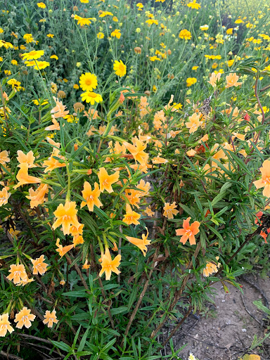 Chollas Creek Canyon