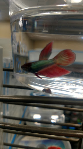 Pet Supply Store «Petco Animal Supplies», reviews and photos, 3384 Tyler St, Riverside, CA 92503, USA