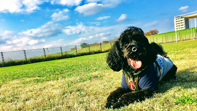 DogRelaxing