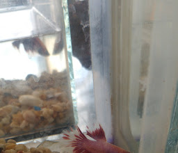 Acuario ARENITA photo