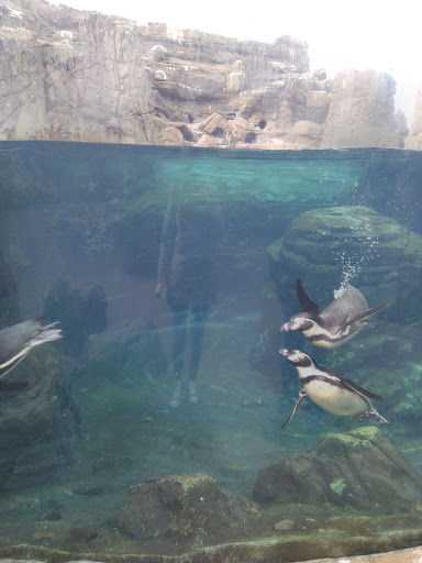 Zoo «Zoomazium», reviews and photos, 601 N 59th St, Seattle, WA 98103, USA