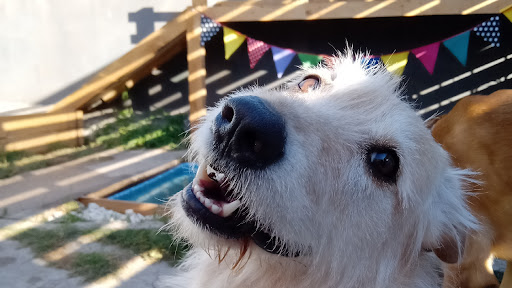 Guardería y Hotel Canino Patitas House