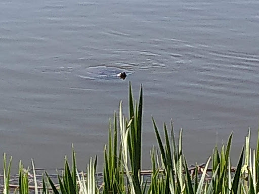 Arboretum «Yakima Area Arboretum», reviews and photos, 1401 Arboretum Dr, Yakima, WA 98901, USA