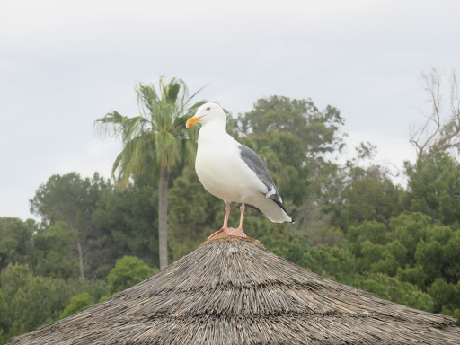 Liquor Store «Davy Jones Liquor Locker», reviews and photos, 63 Navy St, Venice, CA 90291, USA