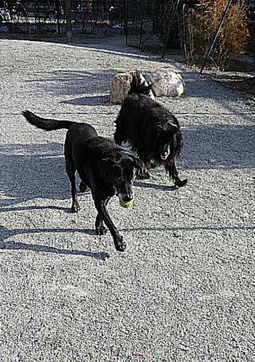 Golf Course «Fresh Pond Golf Course», reviews and photos, 691 Huron Ave, Cambridge, MA 02138, USA