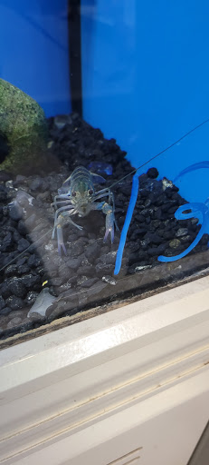 Pet Supply Store «Village Pets & Supply», reviews and photos, 4213 Montgomery Dr, Santa Rosa, CA 95405, USA