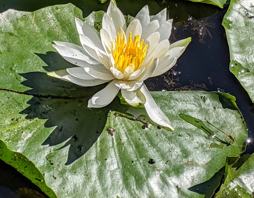 Nature Preserve «Wolf Creek Environmental Center», reviews and photos, 6100 Ridge Rd, Wadsworth, OH 44281, USA