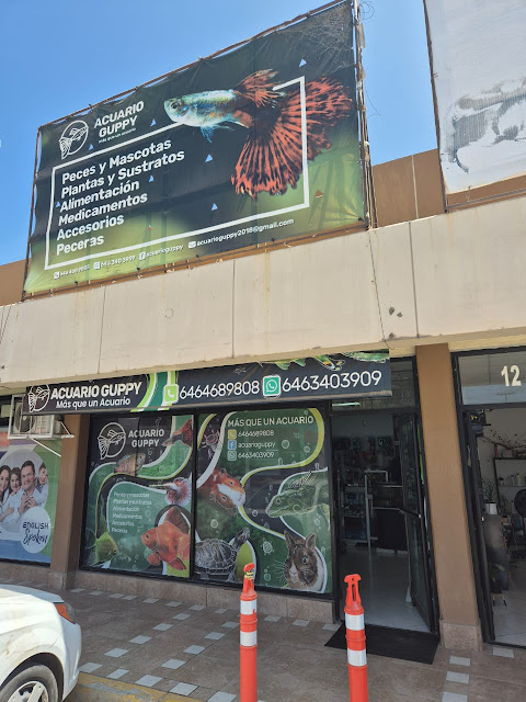 Acuario Guppy