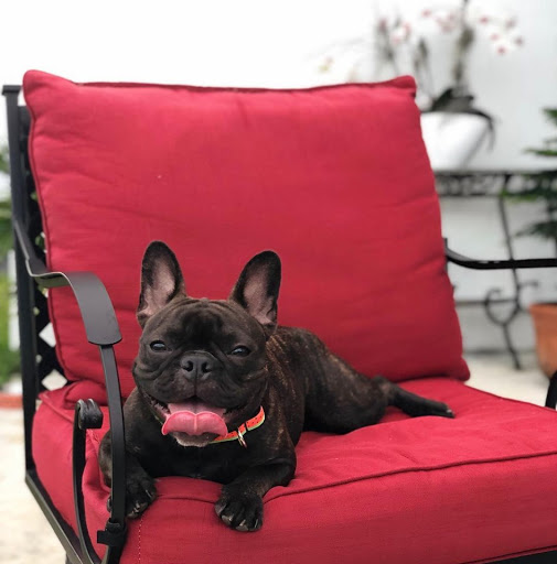 Pet Store «Petland», reviews and photos, 10289 Ulmerton Rd, Largo, FL 33771, USA