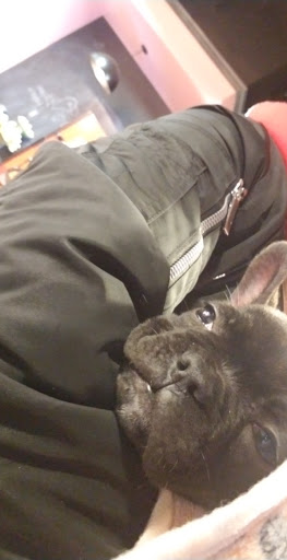 Pet Store «Happiness Is Pets», reviews and photos, 2936 Showplace Dr, Naperville, IL 60564, USA