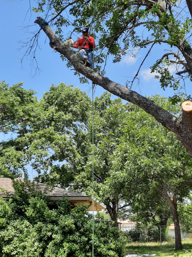 Arborist and tree surgeon Waco