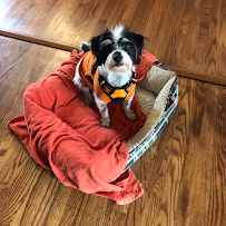 Sweet Petunia Pet Care, LLC - Photo 3 - Car repair in Beacon, NY, Poughkeepsie