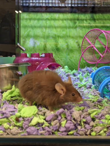 Pet Supply Store «PetSmart», reviews and photos, 700 Gallery Blvd b, Scarborough, ME 04074, USA