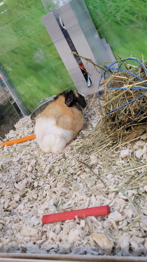 Pet Store «PetSmart», reviews and photos, 1580 Gateway Blvd, Fairfield, CA 94533, USA