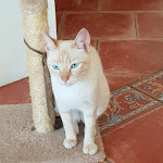 Photo n° 1 de l'avis de Thierrymarina. fait le 06/07/2023 à 11:26 pour CABINET VETERINAIRE DE LATTRE à Nieul-le-Dolent