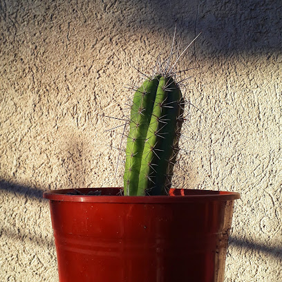 Hermosito - cactus y suculentas