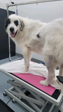 Cozy Pet Supplies - Photo 5 - Car repair in Upland, CA, Fontana