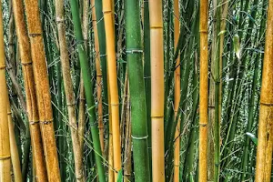 Bamboo park image