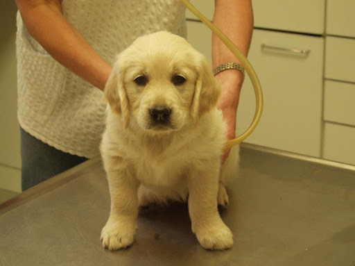 Tierarztpraxis Dr. Barbara Hoffmann - Sachverständige zur Durchführung von Wesens– und Sachkundeprüfungen des Landes Hessen unter Giessen, Hessen
