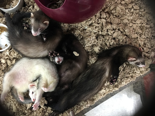 Pet Supply Store «Petco Animal Supplies», reviews and photos, 10 Waterfront Pl, Port Chester, NY 10573, USA